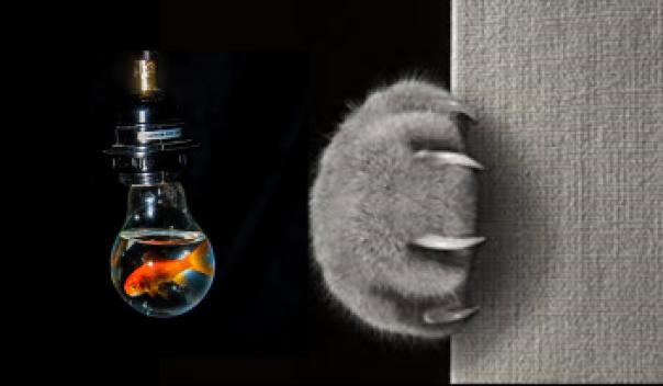 Image d'illustration