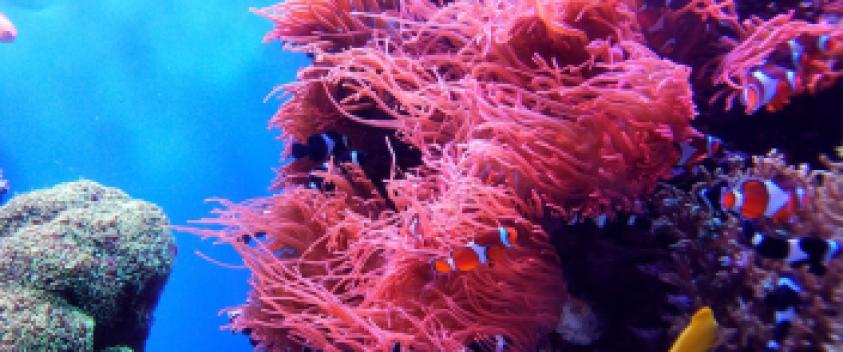 Image d'illustration