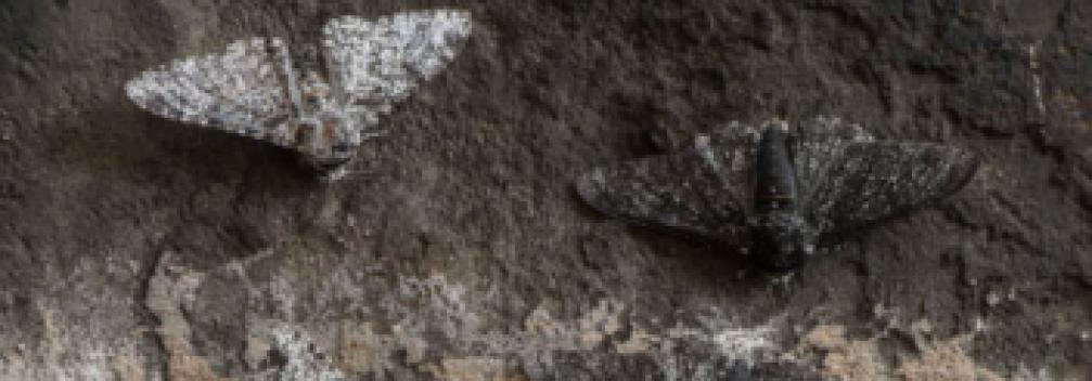 Image d'illustration