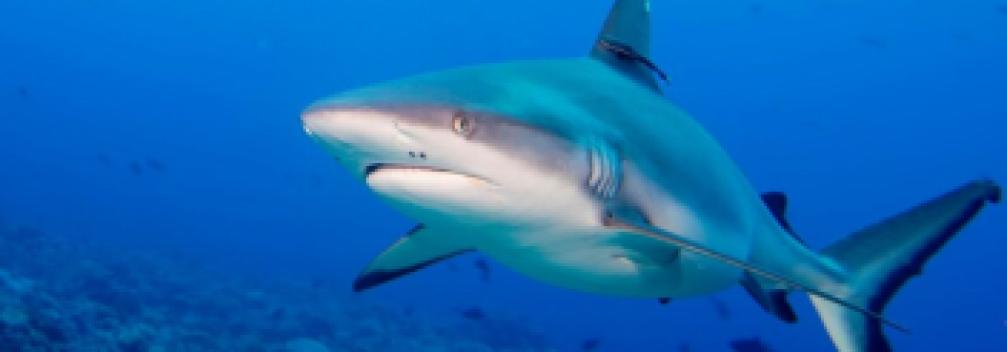 Image d'illustration