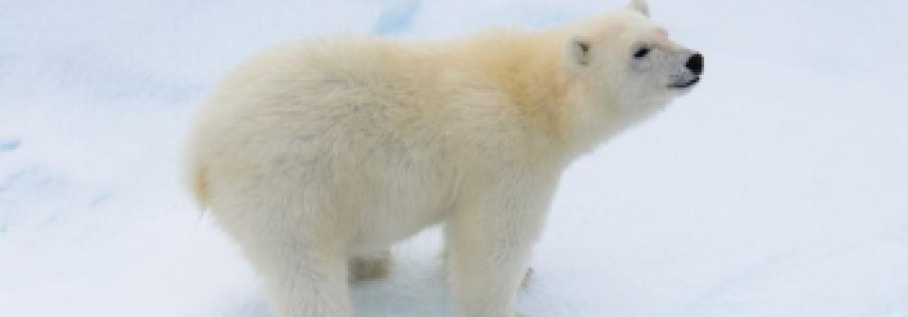 Image d'illustration