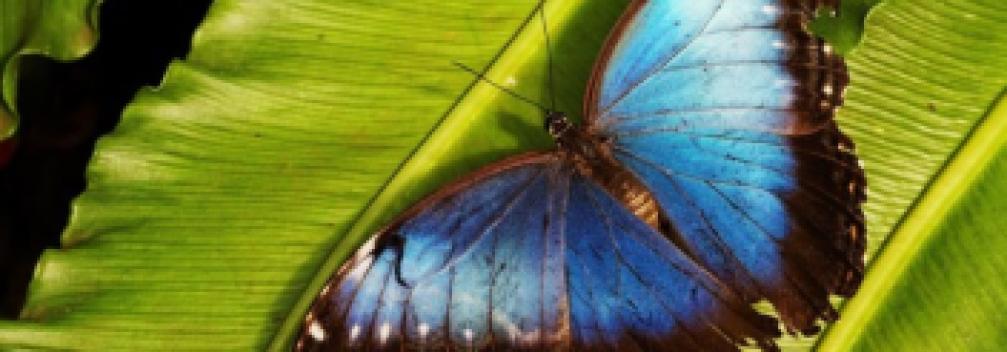 Image d'illustration