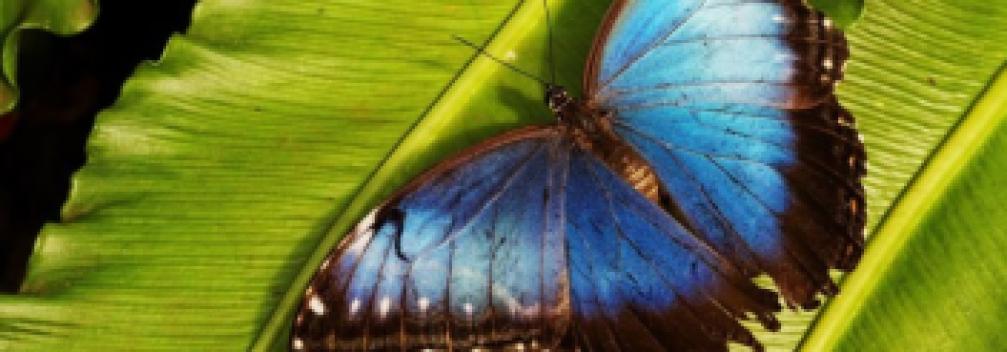 Image d'illustration