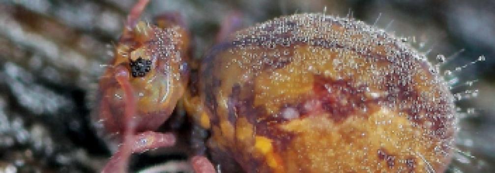 Image d'illustration