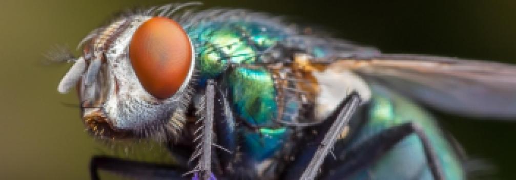 Image d'illustration